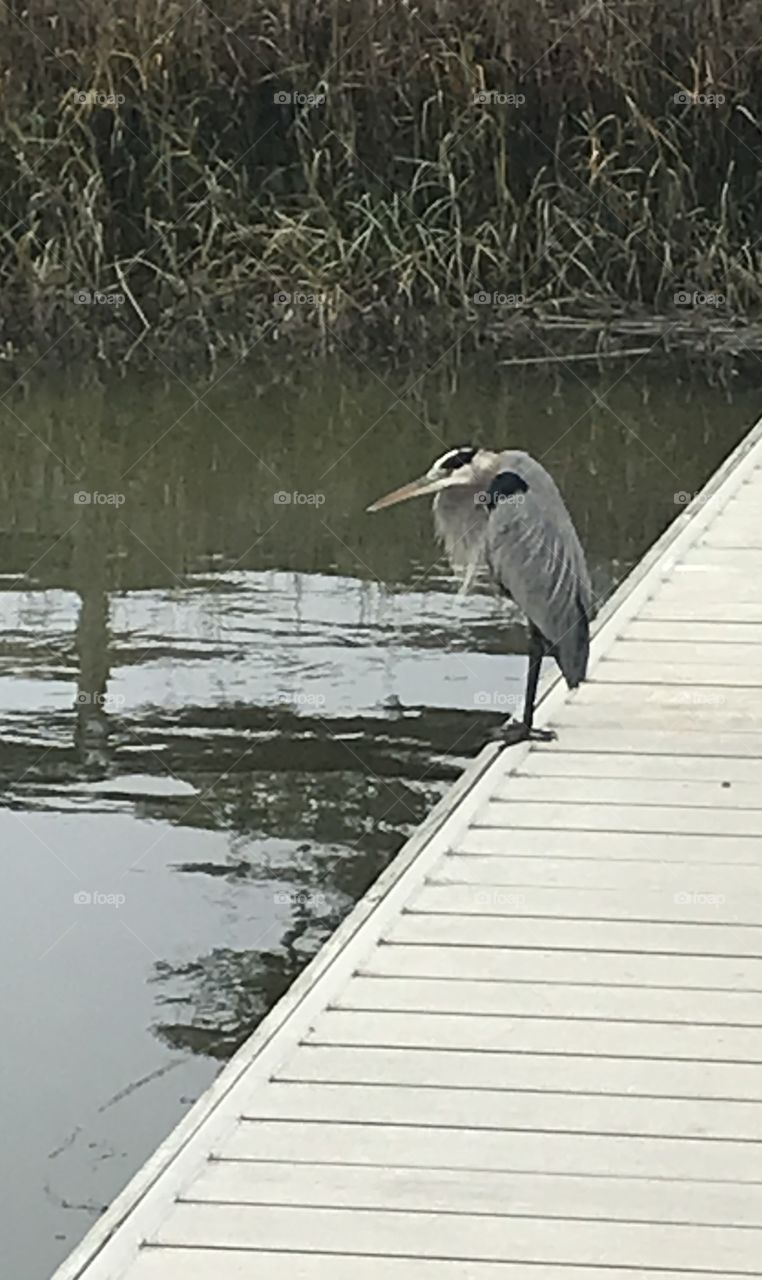 Aaahhh, they’re on my dock again!! 