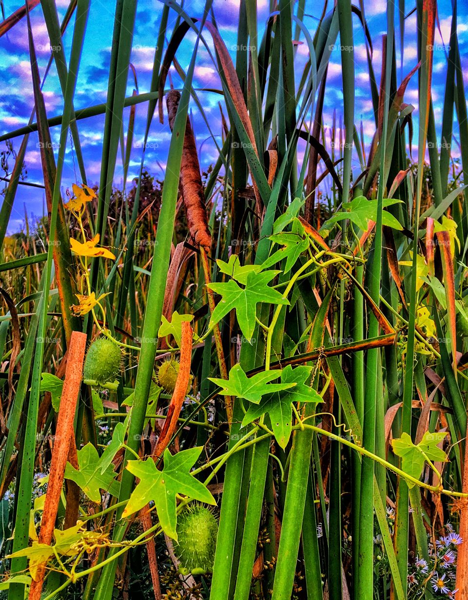 Full frame of growing vegetation