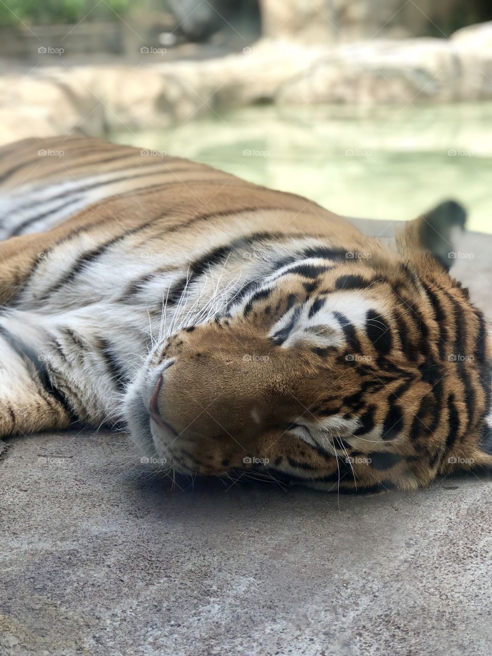 Tiger enjoying a snooze at the Indianapolis Zoo 
