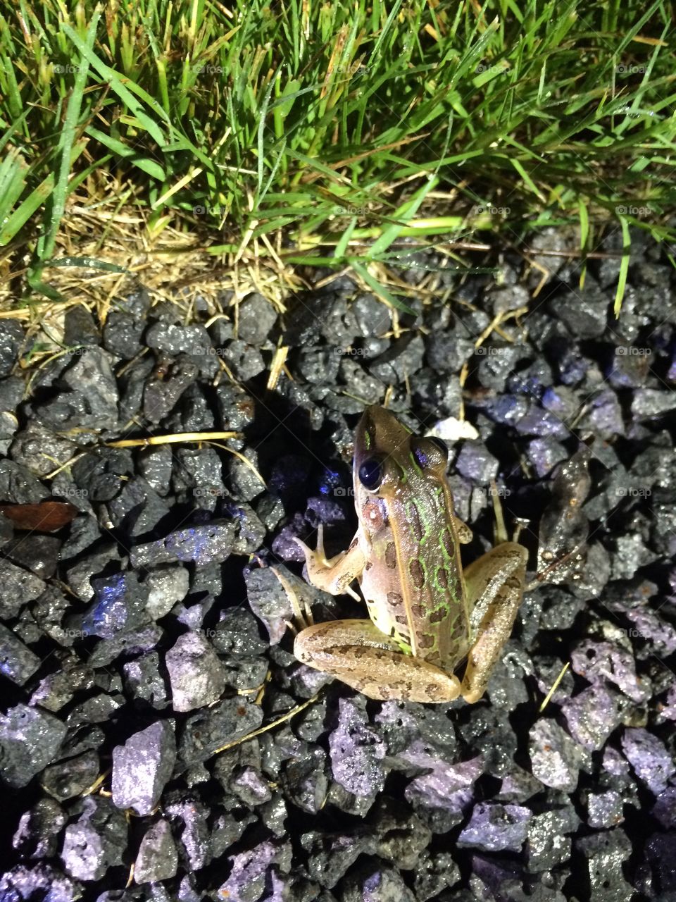 Frog at night.