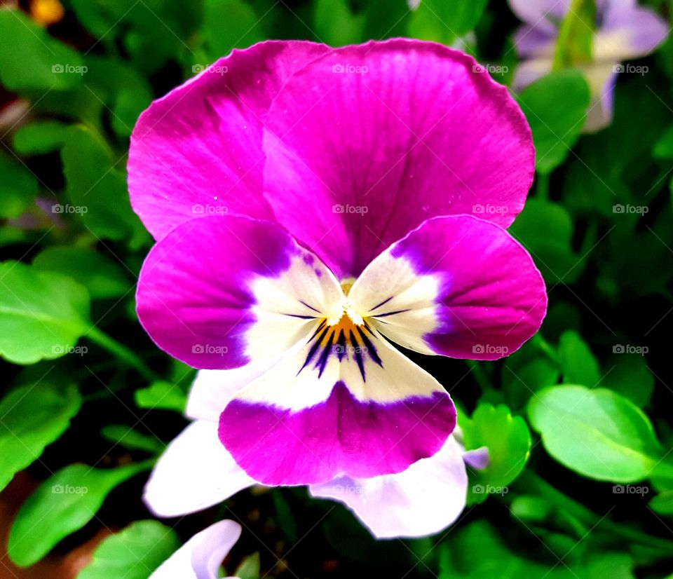Smiling face of a purple pansy flower