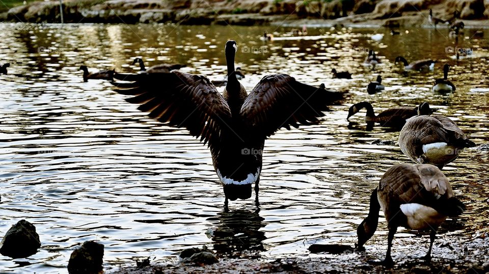 The sunset reflection of the wilds 