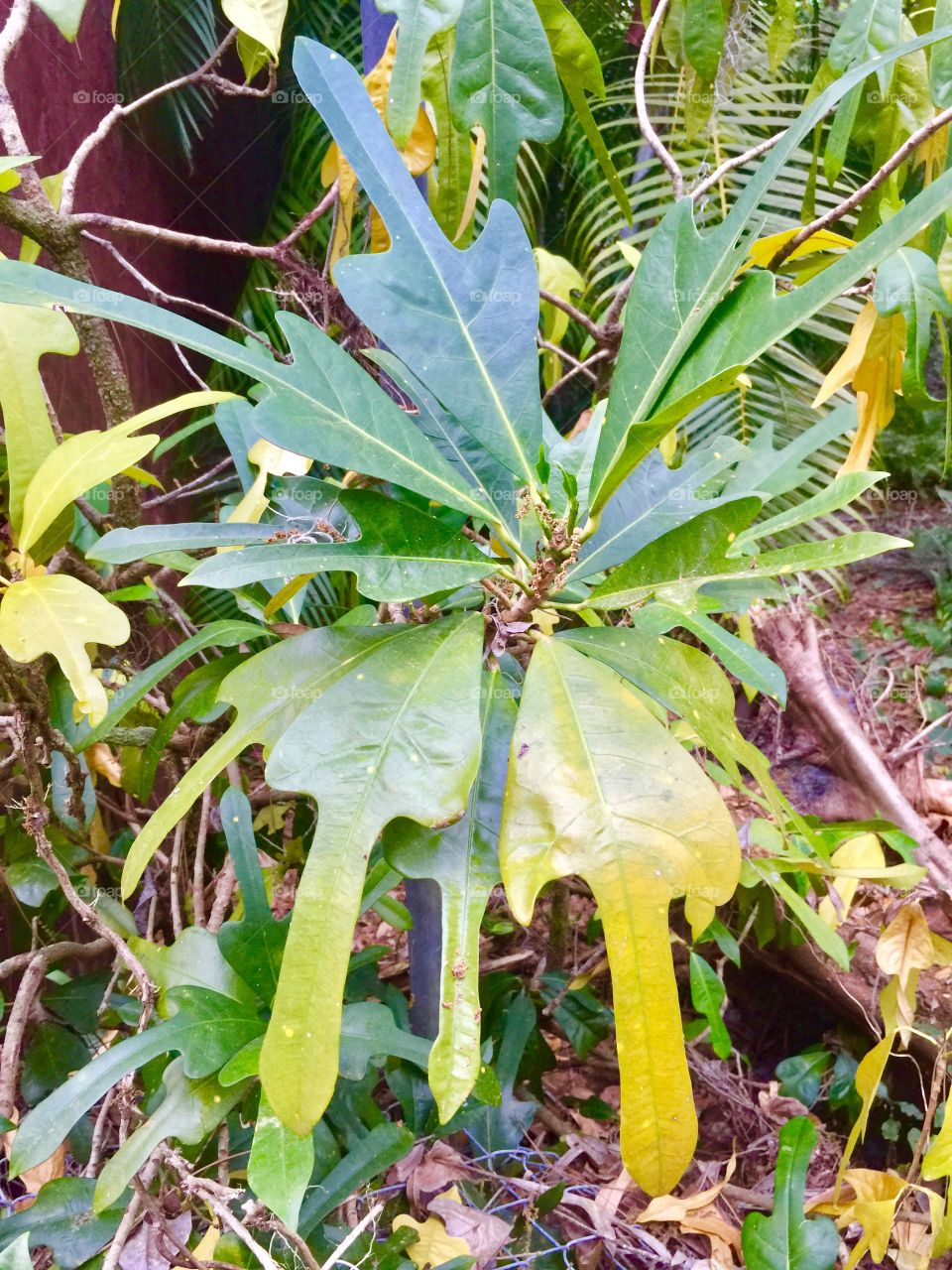 Strange shape Florida tree leaf, can you identify it?