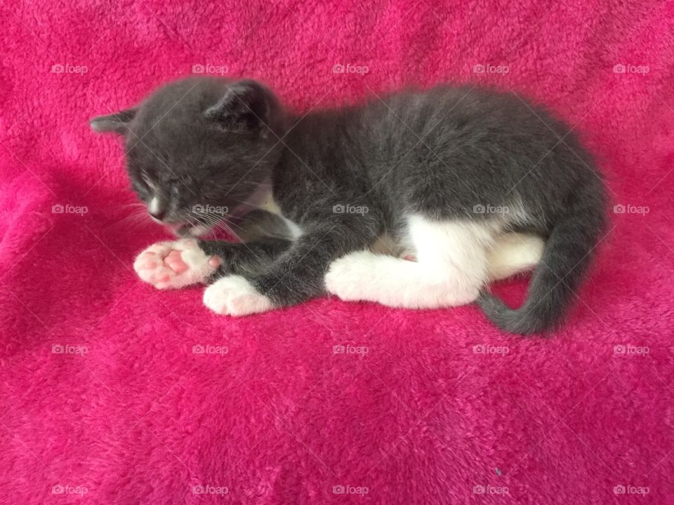 Sweet, playful gray and white kitten playing on a pink blanket. This little orphan needs a home. 