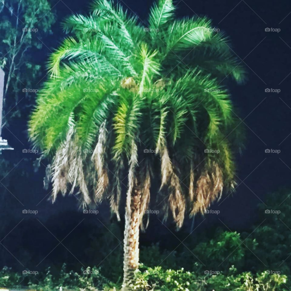 night caption beautiful coconut tree