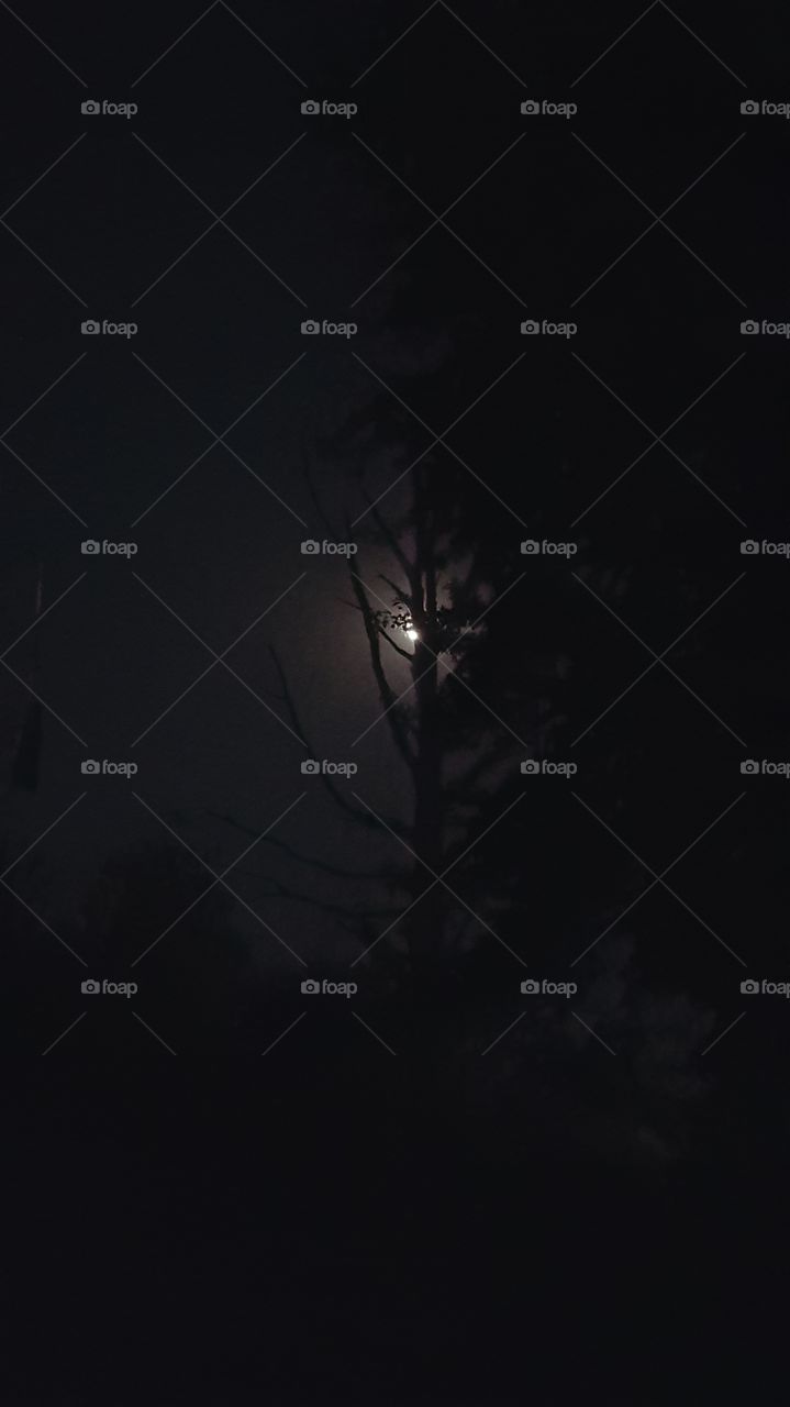 full moon dead tree