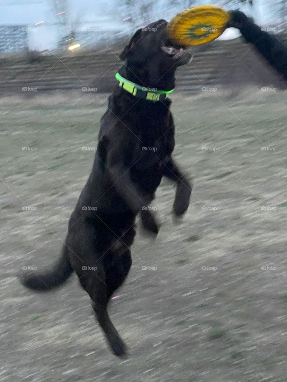 I got my frisbee, I am happy