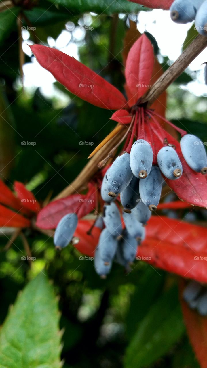 fall fruits