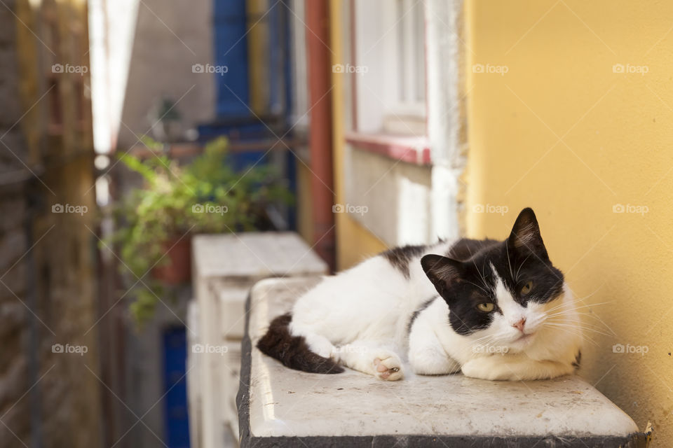 Playful cat