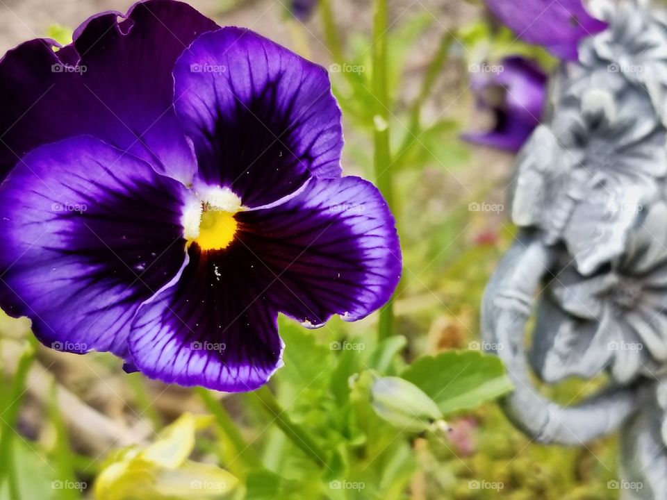 So soft purple flower