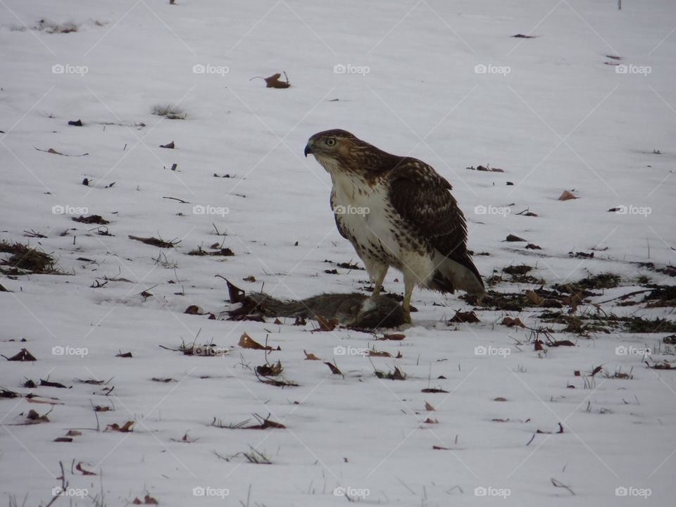 Red tailed hawk