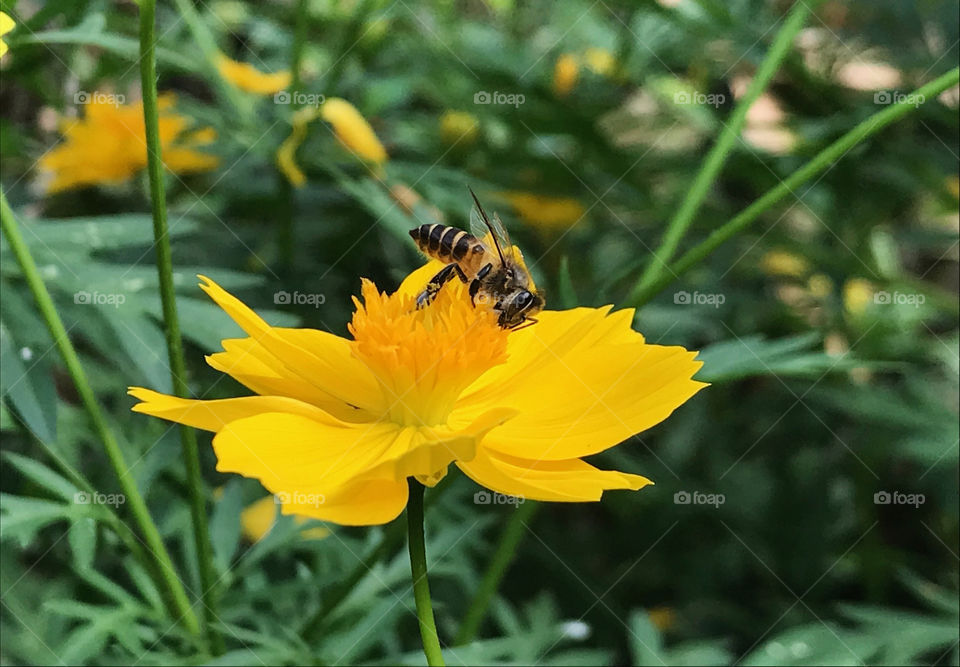 Bee, Nature, Insect, Pollen, Honey