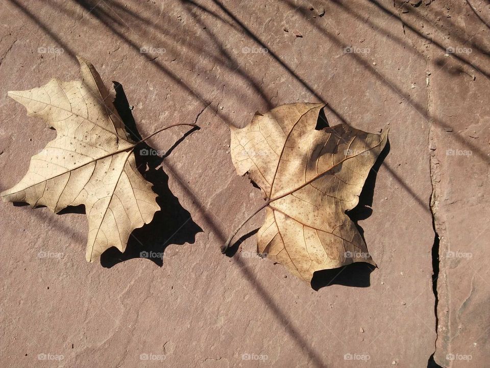 Died leaves.