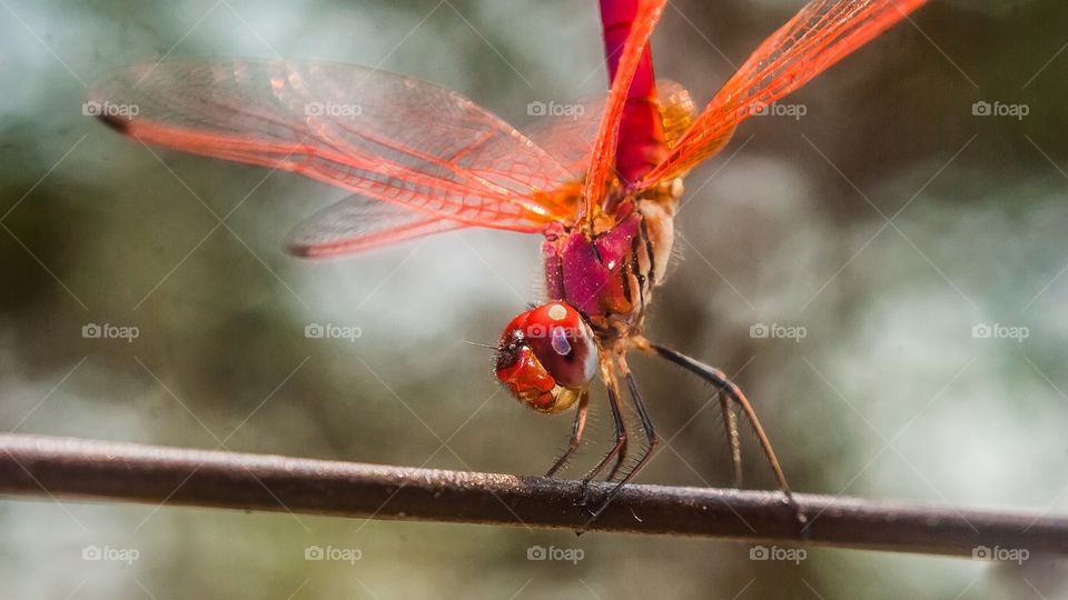 beautiful macro shot 