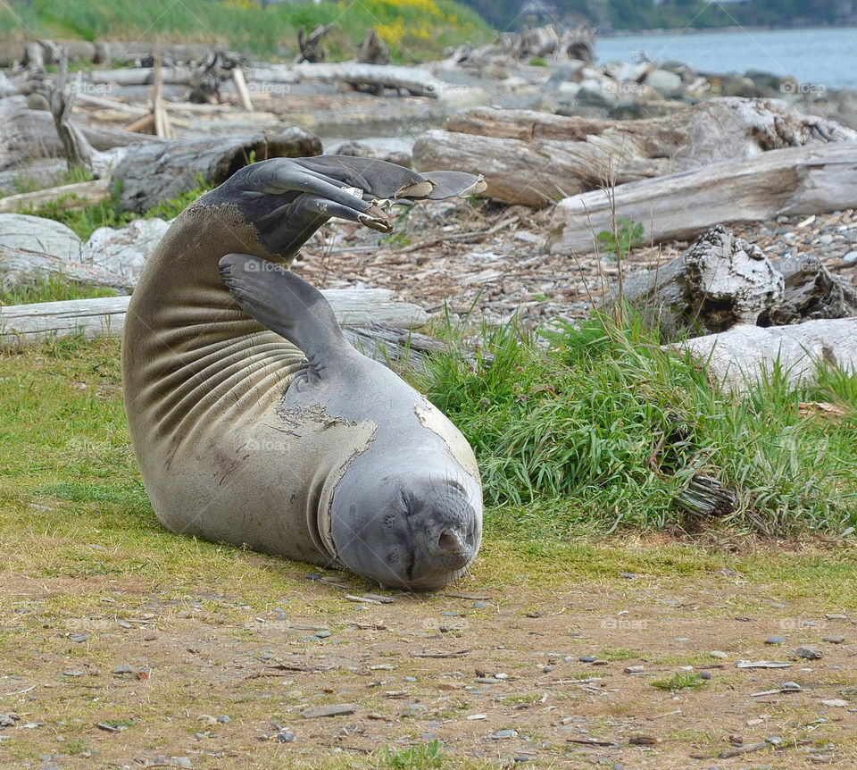 Molting elephant seal doing yoga