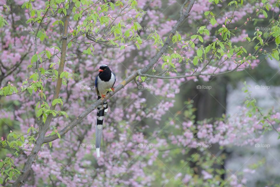海棠树上的长尾雀鸟