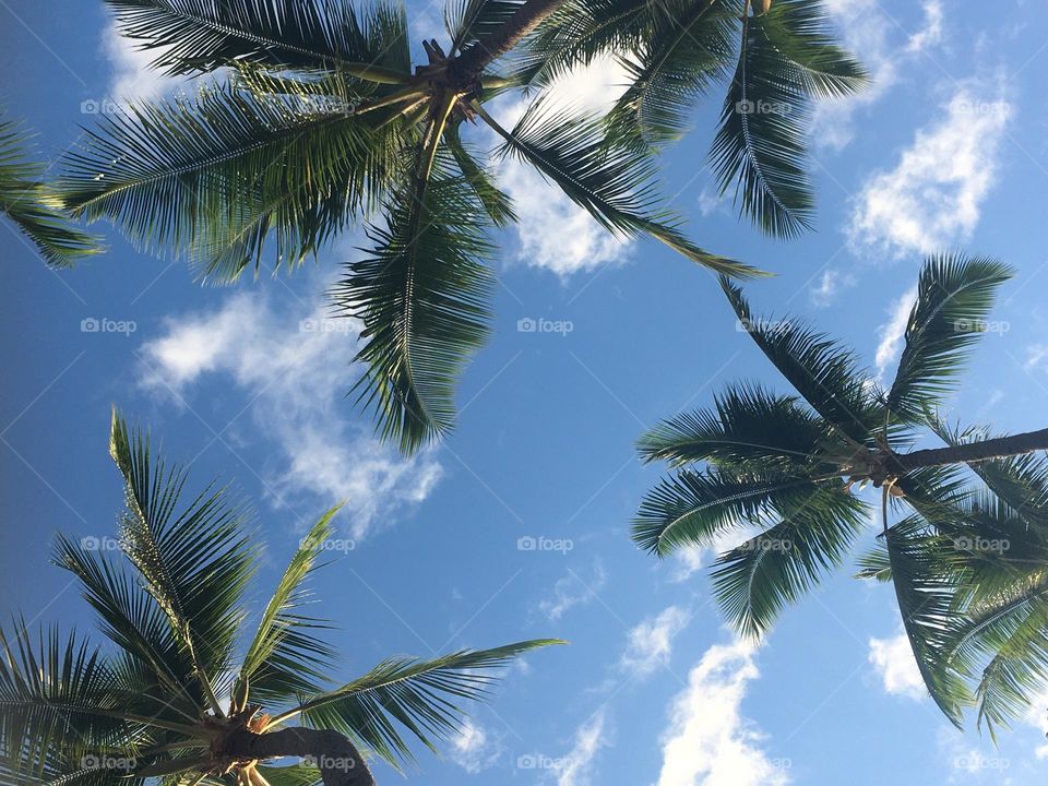 Looking from the ground up through palm leaves