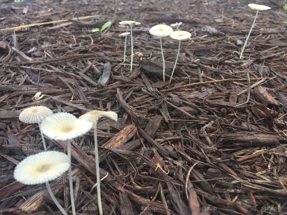 Mushrooms in mulch
