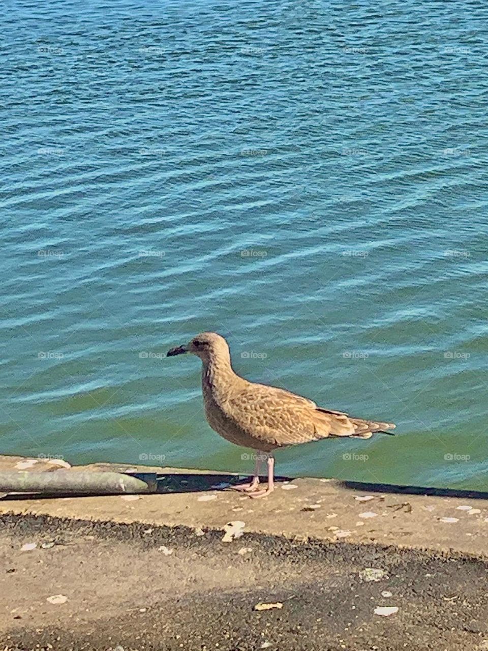 Dock visiter 