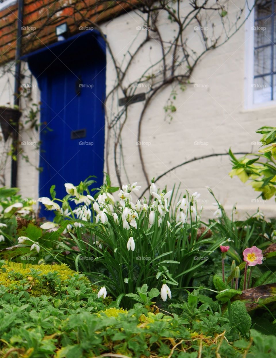 Snowdrops