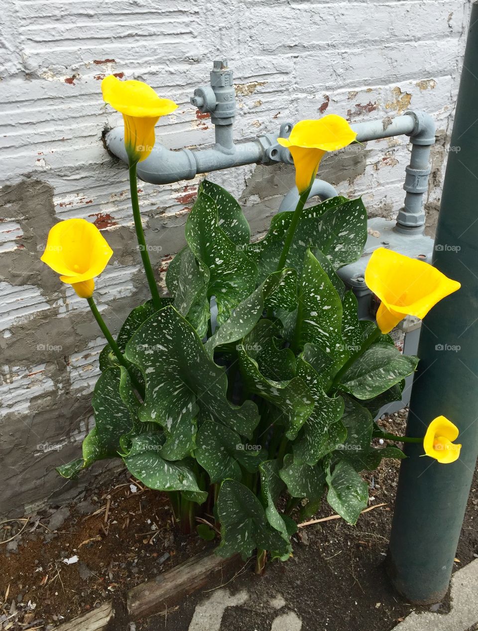 Yellow Lily