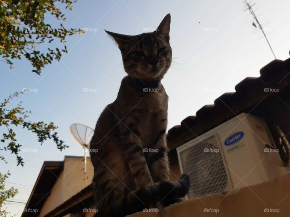 🐈‍⬛🐈‍⬛