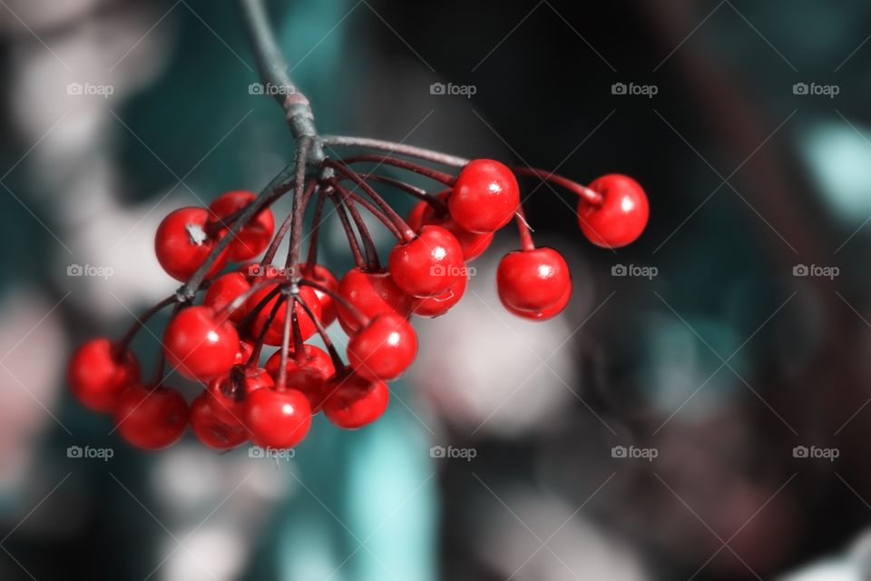 Winter Berries