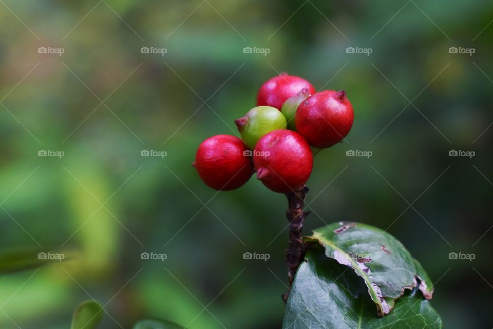 Red bubbled ixora fruit