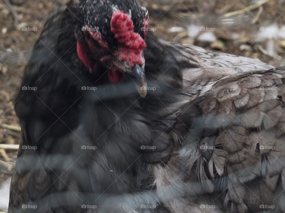 Chicken at the sunmaze, Bowden AB