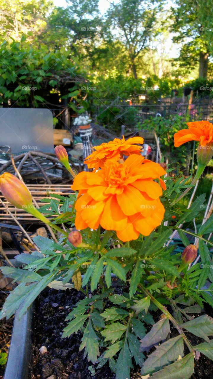 summer.flowers.beauty.simple