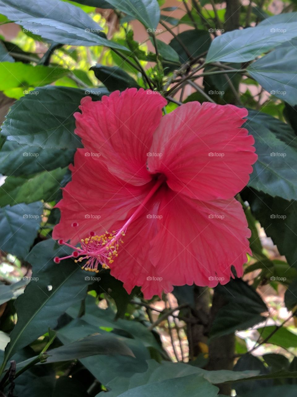 Lovely Hibiscus ......