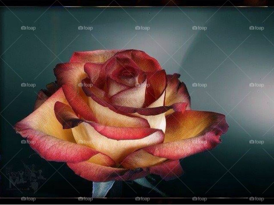 Beautiful Rose. Symbol of love