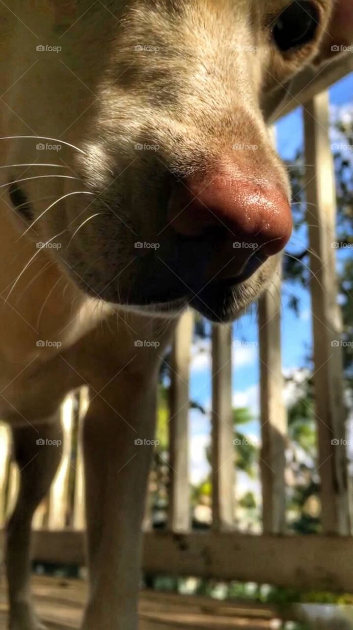 Looking up on the pup