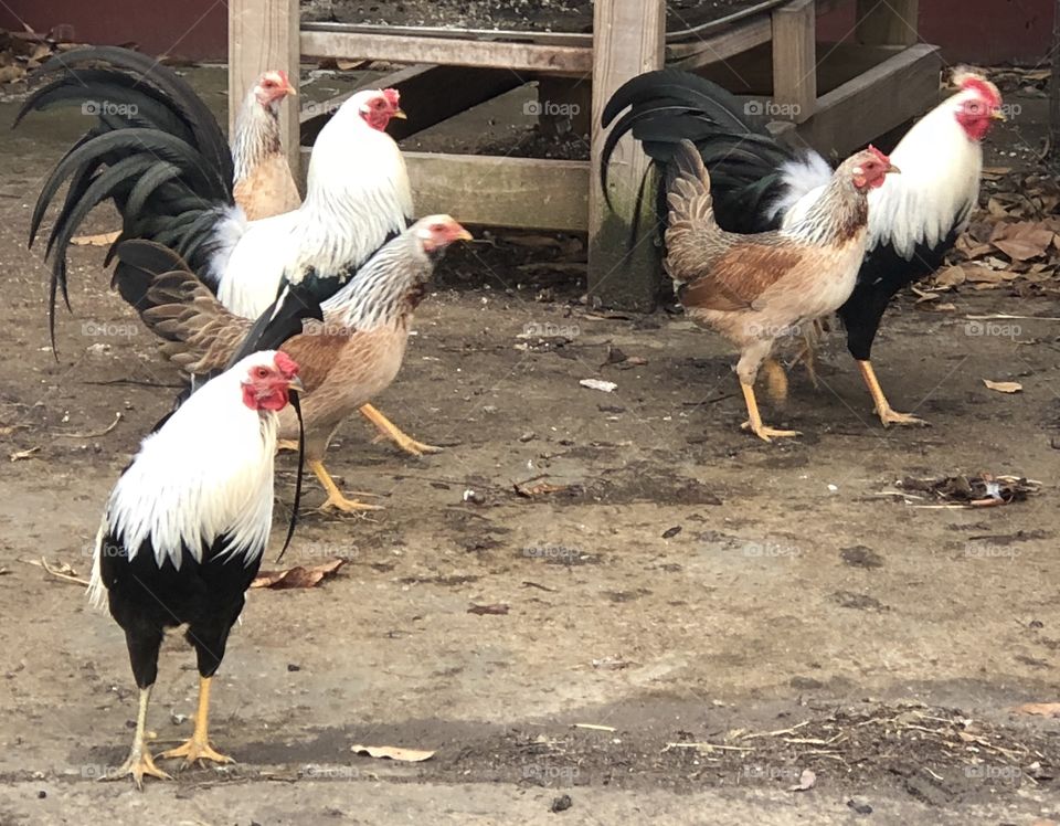 Bantam Phoenix Rooster, Bantam, Chicken, Rooster, Phoenix, Fowl, bird, birds, chickens, roosters,