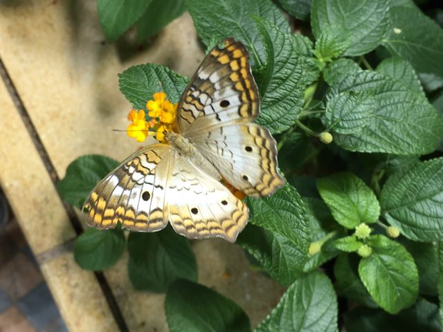 Washington DC Smithsonian butterfly exhibit