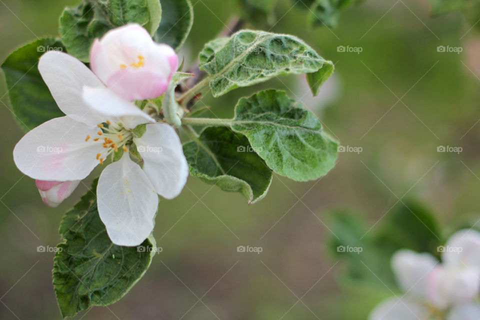 Apple blossom