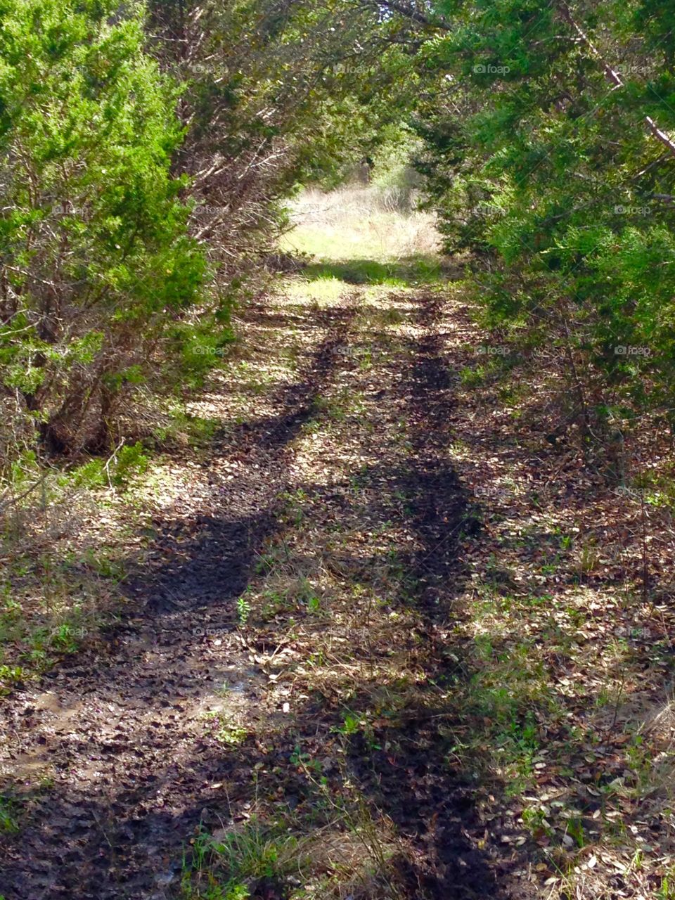 Pathway in the woods made by our Polaris four wheeler.