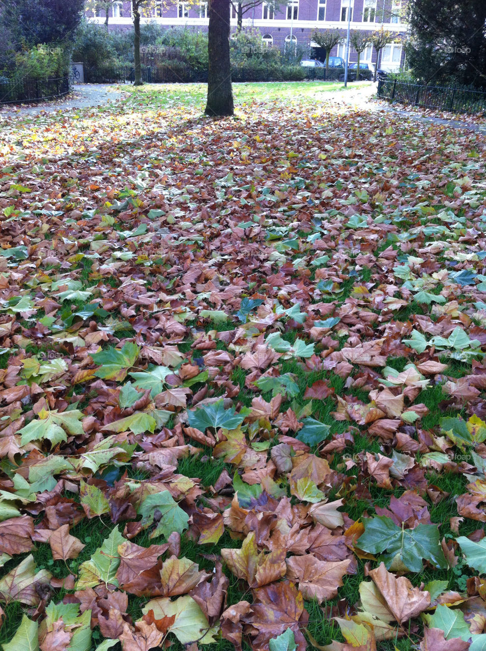 fall autumn autumn leaves falling leaves by sirleny.garcia