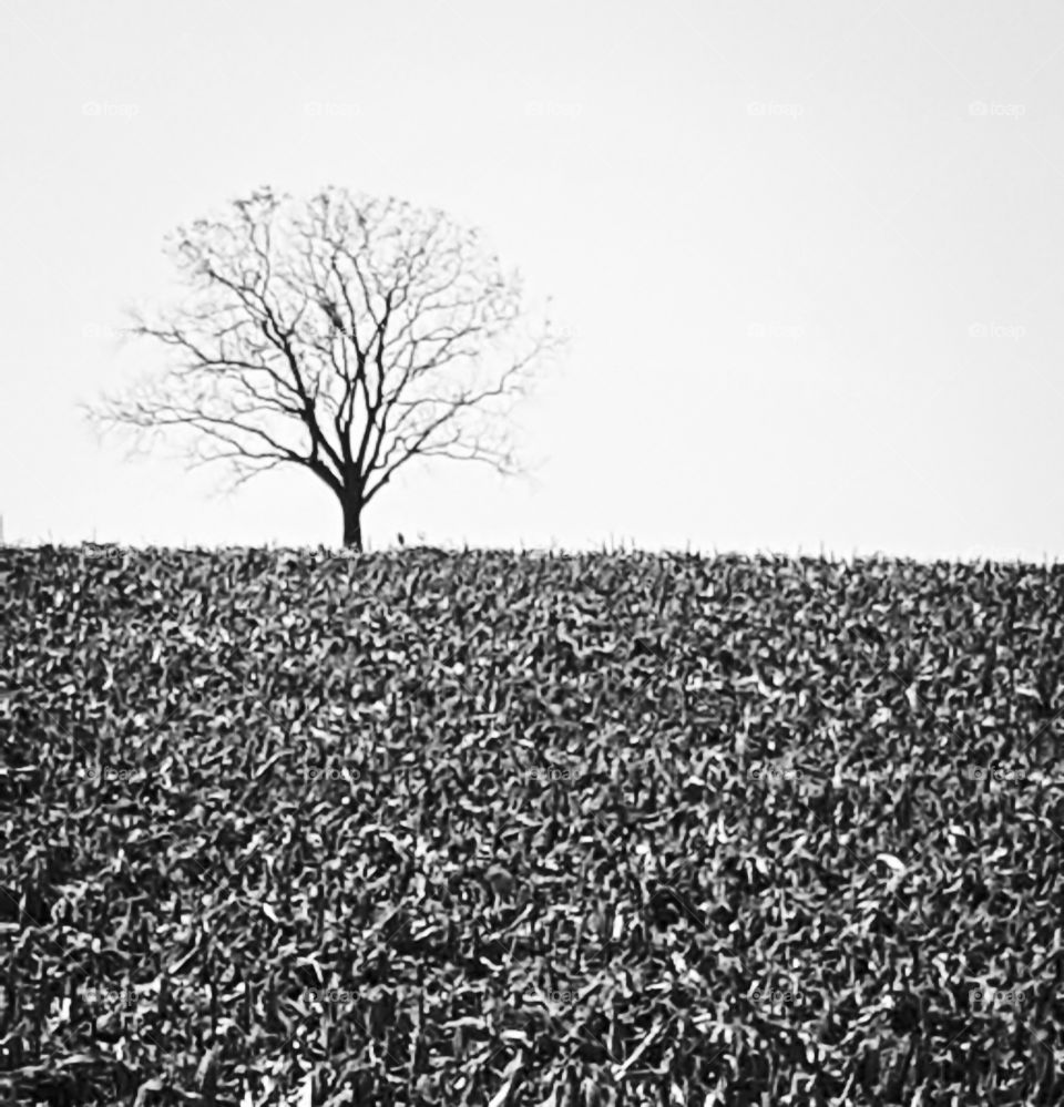 a lonely tree