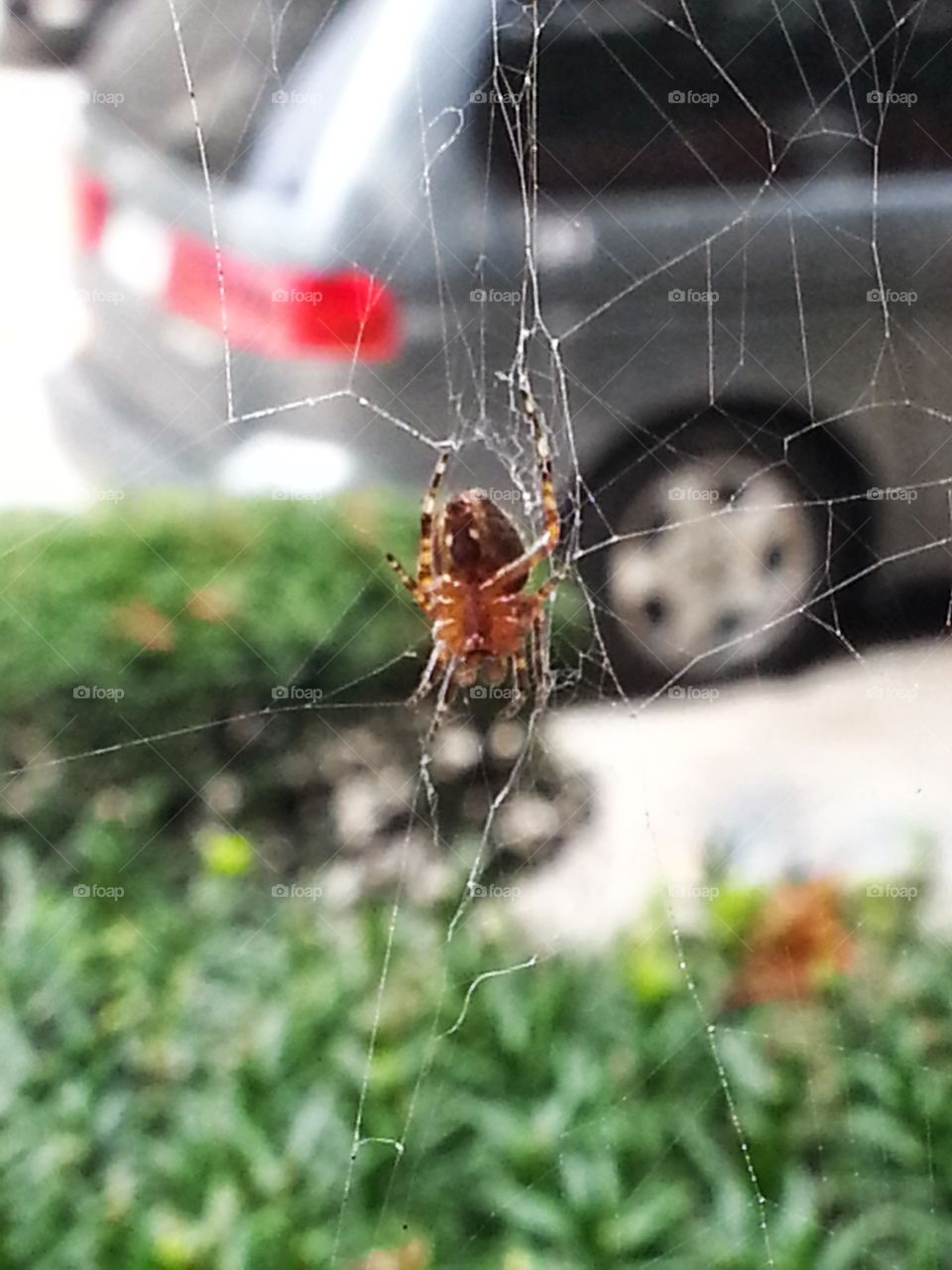 Charlotte's Web. Spider upclose on its web