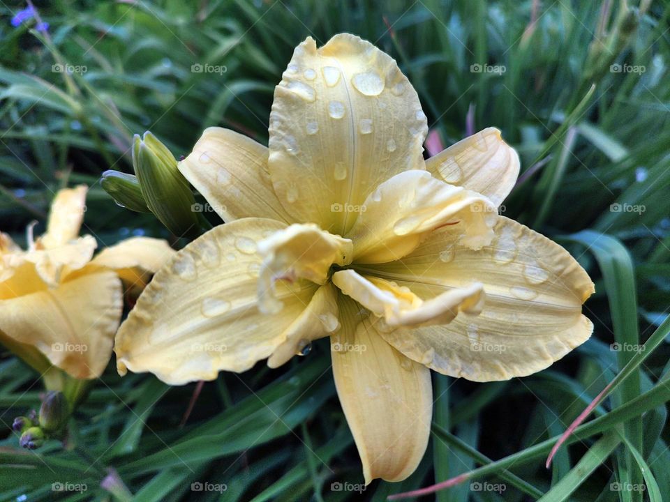 Macro photo of flowering flower