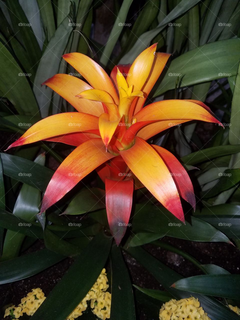 orange flowers