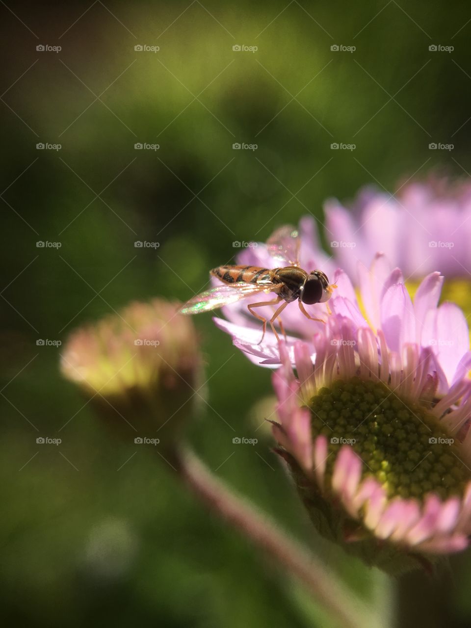 Fly in evening sunlight