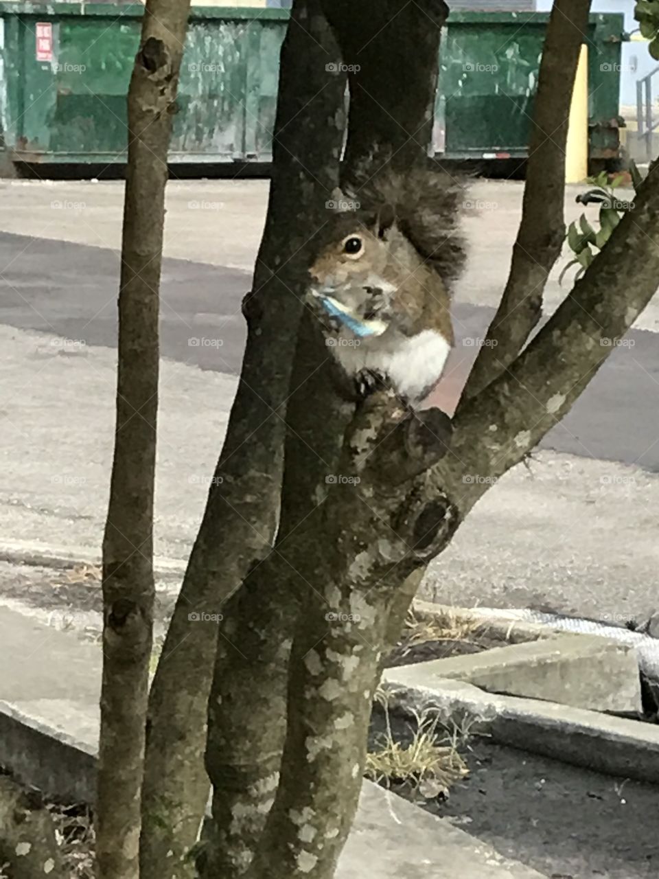 Squirrels love to pick up and eat random things off the ground, like this water bottle wrapper