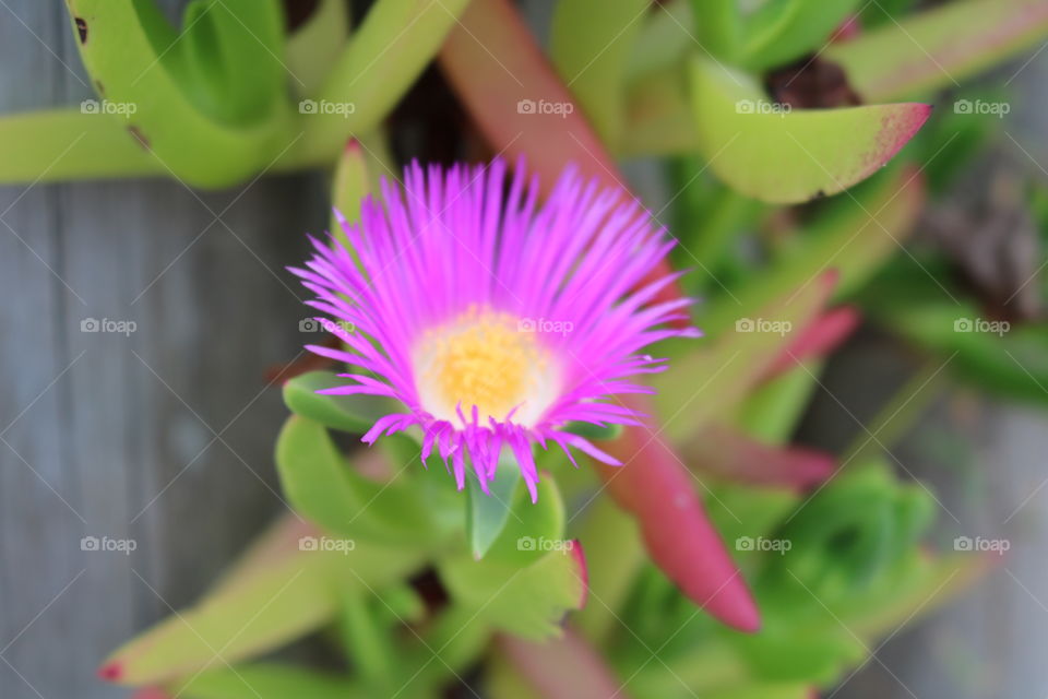 Marvelous Color Flower 