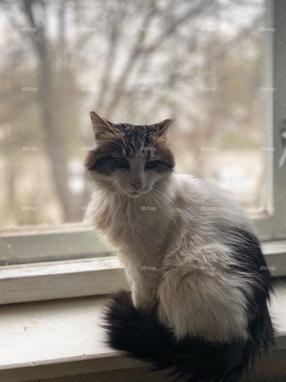 Indoors cat portrait