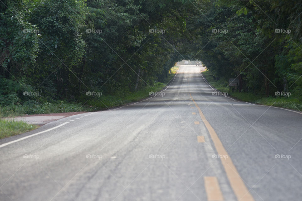 Tree tunnel over the road 