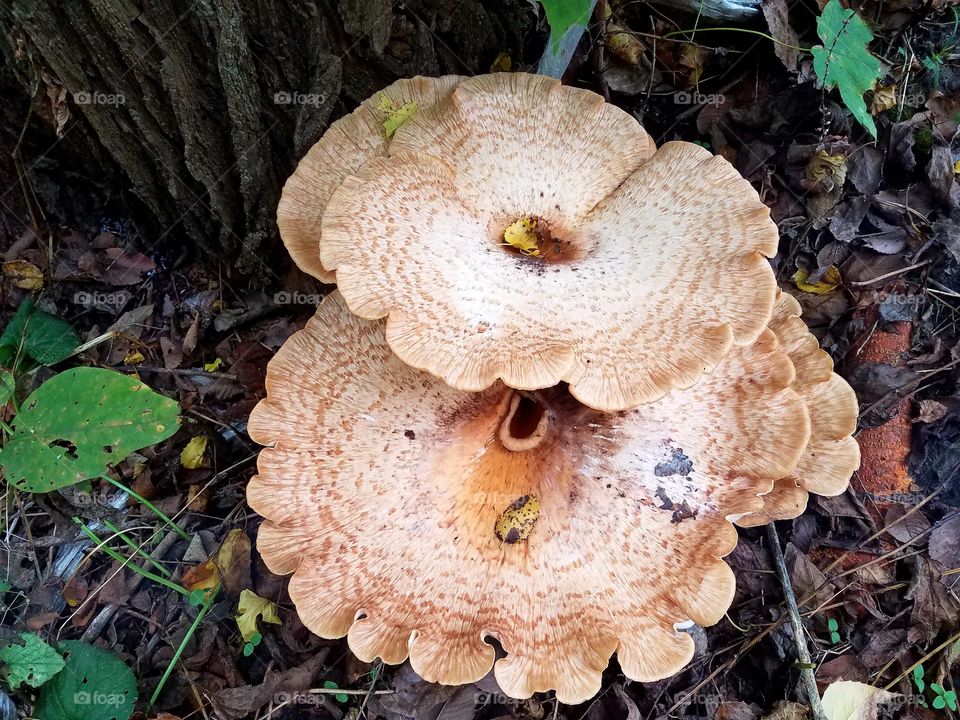 Taking a walk in the woods and seeing the fungus on the trees.