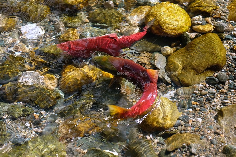 Sockeye salmon