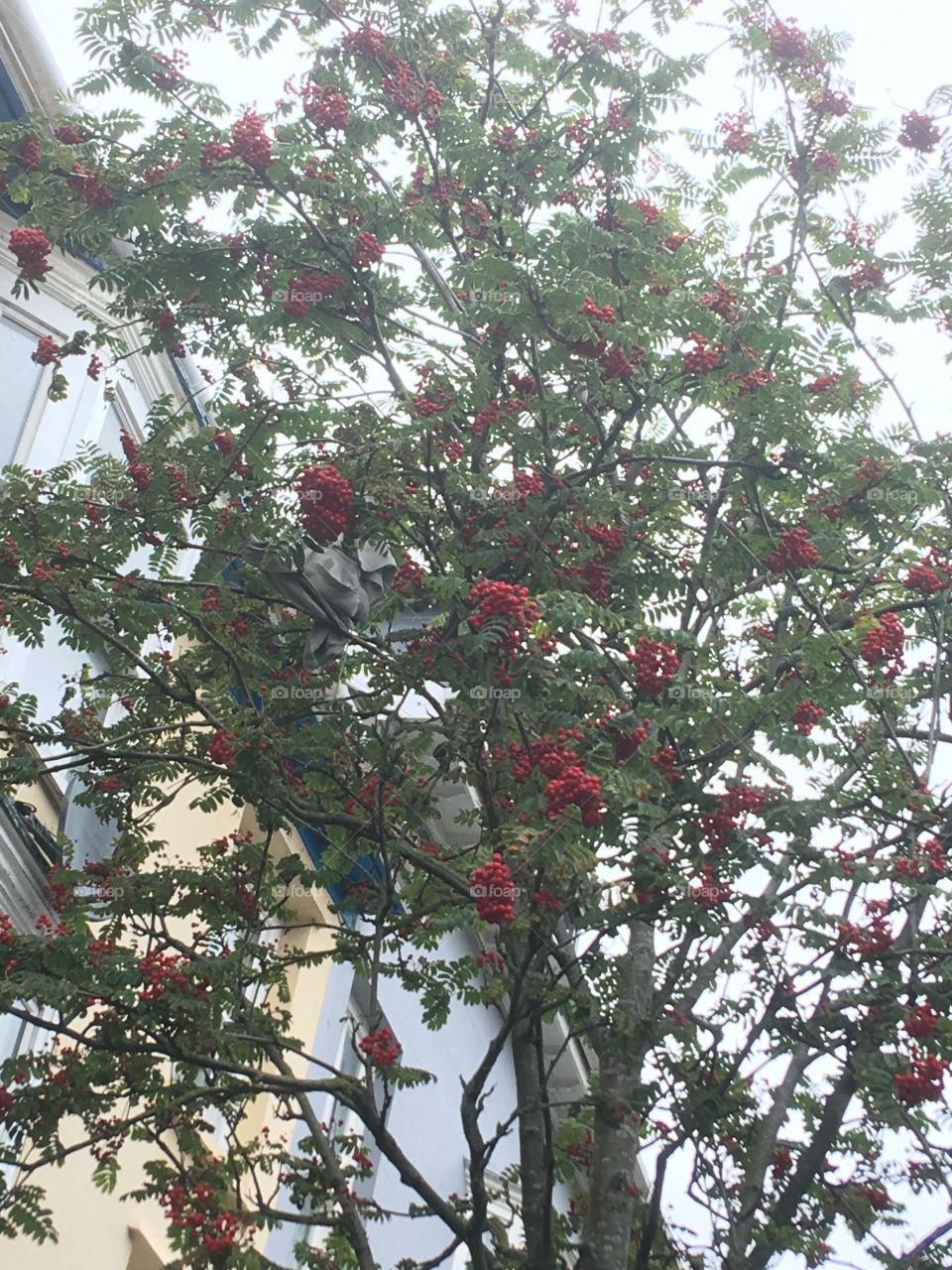 Red berry tree